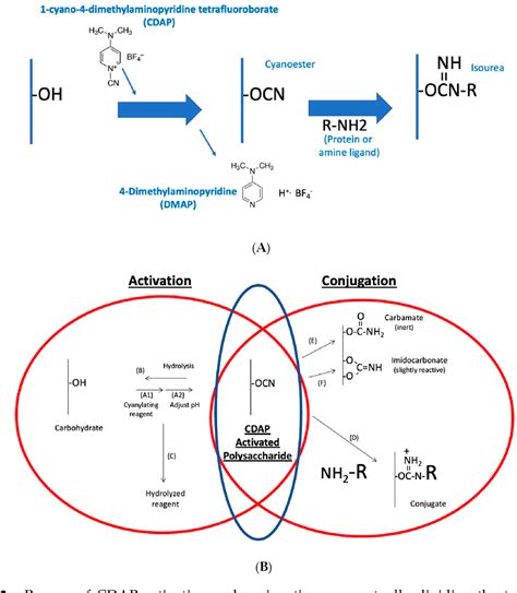 Activation of Soluble Polysaccharides with 1.